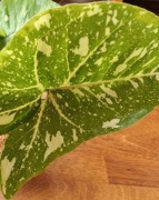 Syngonium (Zroślicha) Panda