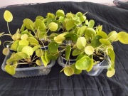 Pieniążek, Pilea peperomioides, sadzonki