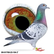 Młode para 23.Oryg. A&W Drapa mocny Inbred Pokerface 12x1 konk