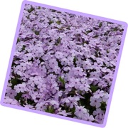 Floks Douglasa 'Lilac Cloud' 