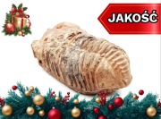 Trylobit skamielina Trilobita miliony lat ziemi prehistoria prezent ciężki