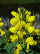 Łubinnik chiński (Thermopsis chinensis) 5n 