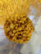 Kukurydza gotowana smak CHILI promocja 