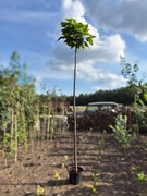 Surmia bignoniowa Nana Katalpa Catalpa 1,5m - 2,3m