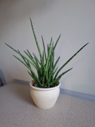Sansevieria sansewieria cylindryczna 