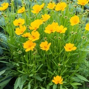 nachyłek niski -miododajny wieloletni długie kwitnienie