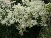 Powojnik prosty Purpurea Clematis recta 100 dużych nasion