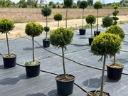 Cyprysik Lawsona Ivonne na pniu 