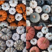 Dynia ozdobna i jadalna, biała, czarna, różowa, kolorowa baby boo casperita