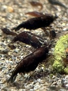 Schoko - krewetki Neocaridina