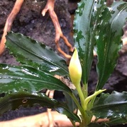 Bucephalandra sp. Velvet, duża sadzonka emersyjna 8-12cm, 