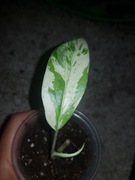 Epipremnum pinatum pinnatum marbel variegata 