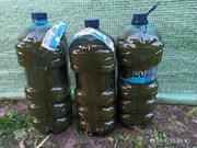 Gnojówka z pokrzywy Ekologiczny nawóz 