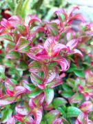 Kiścien wawrzynowy- Twisting Red, wieloletni 