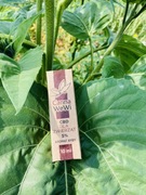 Olejek konopny CBD 5% Zwierz 10ml