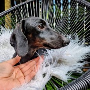 Jamnik króliczy krótkowłosy / gładkowłosy (nie miniaturowy)