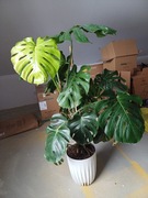 Monstera Deliciosa duże liście