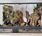 Terrarium dla węża Python królewski 