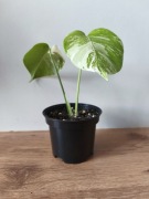 Piękna Monstera Variegata Deliciosa 2 liście -  ukorzeniona 