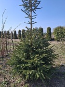 Sprzedam świerki pospolite.