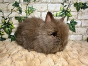 Piękne Króliczki Karzełki Teddy 