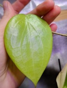 Hoya aldrichii christmas island