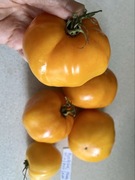 Pomidor Bochka Mioda Kolekcjonerskie nasiona