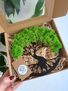 Czarne drzewko z chrobotkiem zapakowane na prezent