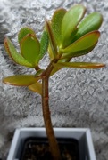 Crassula Ovata, drzewko szczęścia, GRATIS! 91