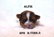 White Ocean Pearl Yorkshire Terrier Alfik