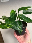 Epipremnum Pinnatum Cintho Goldfinger - dwie sadzonki 