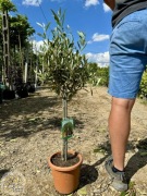 Olea europea, Oliwka europejska, na pniu 50cm
