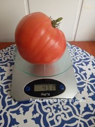 Pomidor  Aunts Swarlos Polish Plum kolekcjonerski