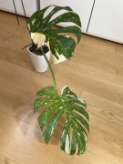 Monstera Thai Constellation