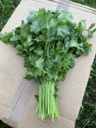 Kolendra ŚWIEŻA, NIE SUSZONA, cięta, Bio liście 1kg
