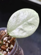 Hoya carnosa 'Nova Ghost' - sadzonka ukorzeniona