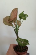 Syngonium Zroślicha