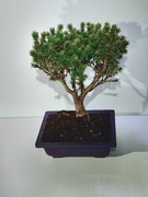 Bonsai Świerk, odmiana karłowa.Unikat!!! 