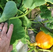 Liście gałązki wiśni do kiszenia  Pęczki 