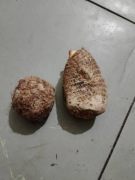Colocasia eskulenta jadalna 