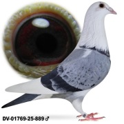 Młode 2026 para 30 podwójny Porsche 911 x Wnuczka Greipel  