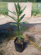 Oleander sadzonka