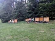 Ule z pszczołami - krainka, podkarmione