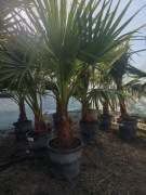 Palma Waszyngtonia Robusta 110-130 cm