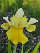 Irys syberyjski 'Tree of Songs' Iris sibirica