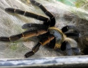 Ornithoctonus aureotibialis samica 4DC