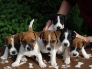 Jack Russell Terrier od # SMARTIE JACKS# PUPPIES już są!