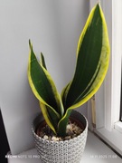 Sansevieria sheri z maluchem 