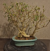 Bonsai Ligustr  10 lat