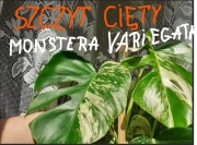 SZCZYT z Monstera Variegata